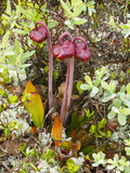 Pitcher Plants in a Bog Near Lubec  Maine  Usa