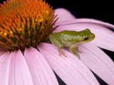 Squirrel Tree Frog (Hyla Squirella) on Echinacea Flower  Central Florida Backyard  Usa