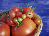 Heirloom and Hybrid Tomatoes in Year-Round Greenhouse  Hills of Central Serbia
