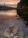 Purple Sea Star (Asterias Ochracea) and Lions Gate Bridge  Stanley Park  British Columbia  Canada