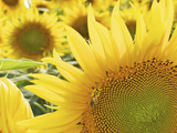 Summer Sunflowers in Tuscany  Italy