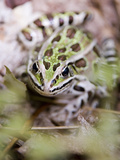 Northern Leopard Frog  Rana Pipiens  Ontario  Canada