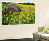 Hay Bale in Sunflowers Field  Bluegrass Region  Kentucky  Usa