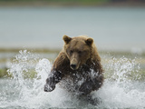 Grizzly Bear Chases after Spawning Salmon  Geographic Harbor  Katmai National Park  Alaska  Usa
