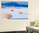 Isolated Bushes on Playa  Railroad Valley  Grant Range in Distance  Great Basin  Nevada  Usa
