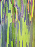 Rainbow Eucalyptus Trunk Near Hana  Maui  Hawaii  Usa
