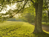 Single Tree at Sunrise  Cades Cove  Great Smoky Mountains National Park  Tennessee  Usa