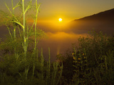 Sweet Fennel  Foeniculum Vulgare  and Sunset over Big Sur Coastline  California  Usa