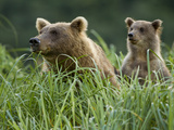 Grizzly Bear Sow Feeding in Meadow with Cub  Geographic Harbor  Katmai National Park  Alaska  Usa