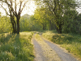 Springtime Path in the Countryside  Mantova/Mantua  Italy