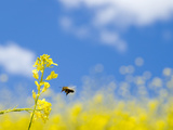 Bee and Field Mustard  Brassica Campestris  Lafayette Reservoir  Lafayette  California  Usa