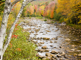 Fall Colors Along the Swift River in Maine's Northern Forest  Byron  Maine  Usa