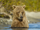 Grizzly Bear Sow Swimming in Salmon Spawning River  Kukak Bay  Katmai National Park  Alaska  Usa