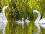 Mute Swan  Stanley Park  British Columbia