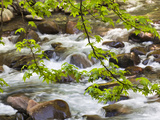 Middle Prong of the Little River  Great Smoky Mountains National Park  Tennessee  Usa