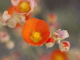Globemallow or Apricot Mallow  Mojave National Preserve  California  Usa