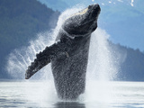 Humpback Whales Breaches While Feeding  Icy Strait  Tongass National Forest  Alaska  Usa