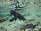 Grizzly Bear Swimming after Spawning Salmon in Kuliak Bay  Katmai National Park  Alaska  Usa