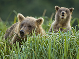 Grizzly Bear Sow Feeding in Meadow with Cub  Geographic Harbor  Katmai National Park  Alaska  Usa