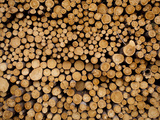 Stacked Piles of Cut Logs at Zellar Forest Products  Gulliver  Michigan  Usa