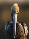 Brown Pelican (Pelecanus Occidentalis) Perched at Goose Island State Park  Aransas Co  Texas  Usa