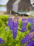 Lupines Bloom in Front of a Historic Fish Cannery in Lubec  Maine  Usa