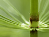 Horsetail  Stanley Park  British Columbia  Canada