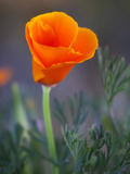 Poppy Close Up  Antelope Valley Near Lancaster  California  Usa