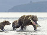 Grizzly Bear Sow Catches Salmon from Stream Along Kukak Bay  Katmai National Park  Alaska  Usa