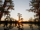 Caddo Lake at Sunrise  Marion Co  Texas  Usa