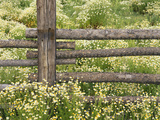 Wild Chamomile