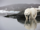 Polar Bear Standing in Shallow Water Along Coast of Malmgren Island  Svalbard  Norway