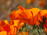Poppies  Antelope Valley Near Lancaster  California  Usa