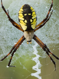 Black-And-Yellow Argiope  Argiope Aurantia  Unionville  Ontario  Canada