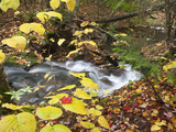 Upper Falls in Dixville Notch State Park  New Hampshire  Usa