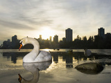 Mute Swan  Lost Lagoon  Stanley Park  British Columbia  Canada