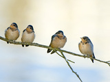 Barn Swallows  Stanley Park  British Columbia  Canada
