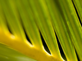 Floral Abstract  California  Usa