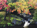 Fall Color in Seattle's Japanese Garden in the Arboretum  Seattle  Washington  Usa