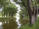 Shaded River in the Pampa Region  Argentina