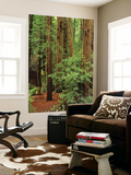 Muir Woods National Monument  Redwood Forest  California  Usa