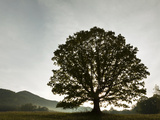 Single Tree at Sunrise  Cades Cove  Great Smoky Mountains National Park  Tennessee  Usa