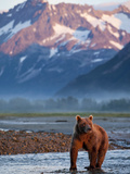 Grizzly Bear Standing in Salmon Spawning Stream  Kukak Bay  Katmai National Park  Alaska  Usa
