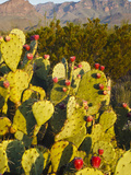 Chisos Mountains and Prickly Pear Cactus  Big Bend National Park  Brewster Co  Texas  Usa