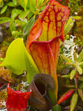Pitcher Plants in a Bog Near Lubec  Maine  Usa