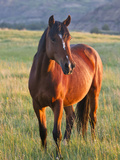 Wild Horse in Theodore Roosevelt National Park  North Dakota  Usa