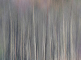 Abstract Tree Pattern  Great Smoky Mountains National Park  North Carolina  Usa