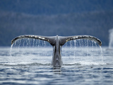 Humpback Whale Tail While Diving in Frederick Sound  Tongass National Forest  Alaska  Usa
