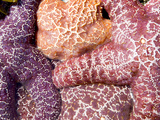 Purple Sea Stars  Long Beach  Pacific Rim National Park Reserve  Tofino  Vancouver Island  Canada