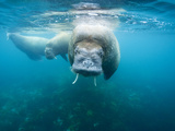 Underwater View of Walrus Swimming in Shallows Near Langoya Island  Svalbard  Norway
